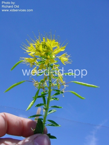 beeplant, yellow
